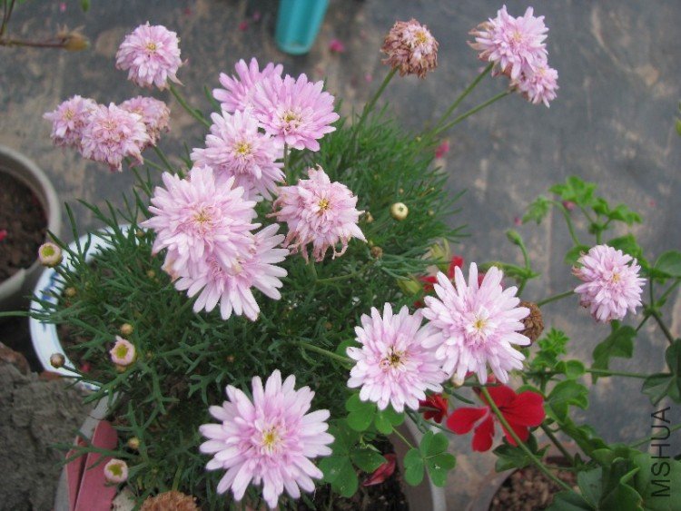 BigBull_��Ƭ 200.jpg