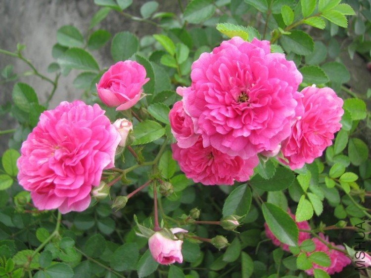 BigBull_��Ƭ 239.jpg