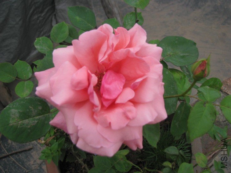 BigBull_��Ƭ 221.jpg