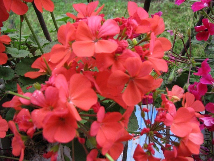 BigBull_��Ƭ 081.jpg