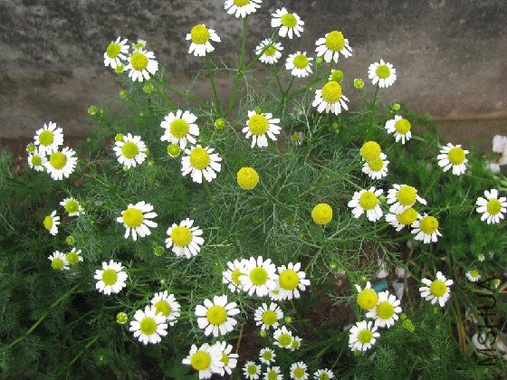 BigBull_BigBull_��Ƭ 016.jpg