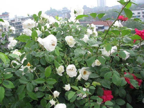 BigBull_BigBull_��Ƭ 102.jpg