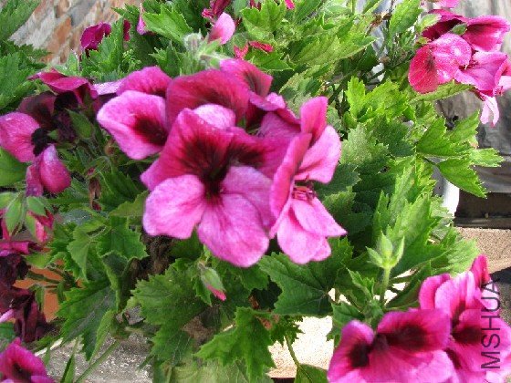 BigBull_BigBull_��Ƭ 125.jpg