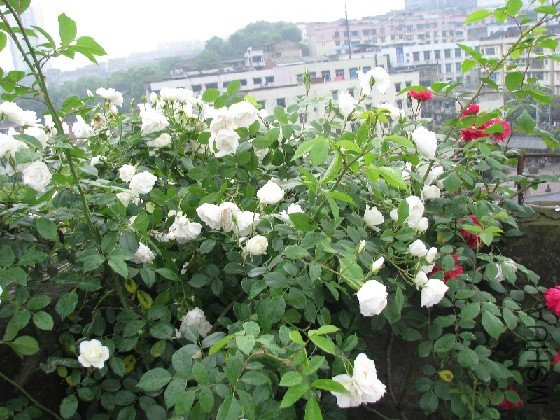 BigBull_BigBull_��Ƭ 098.jpg