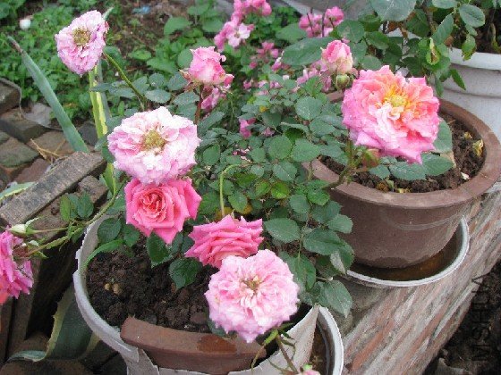 BigBull_BigBull_��Ƭ 103.jpg