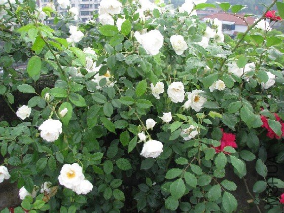 BigBull_BigBull_��Ƭ 099.jpg