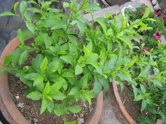 BigBull_BigBull_��Ƭ 068.jpg