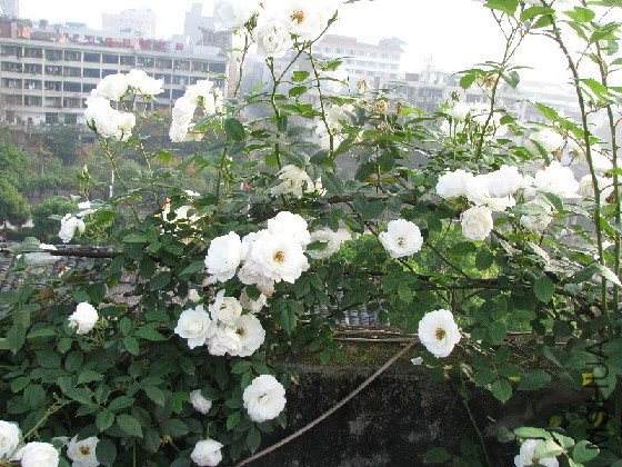 BigBull_BigBull_��Ƭ 136.jpg