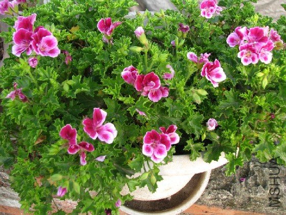 BigBull_BigBull_��Ƭ 133.jpg