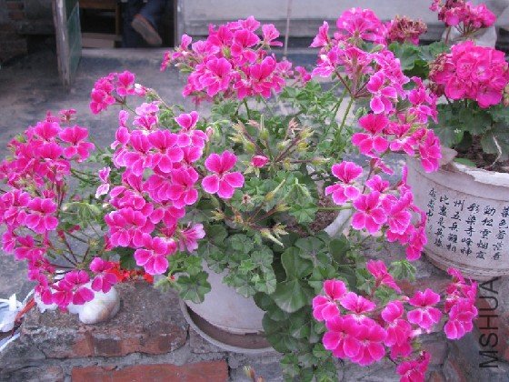 BigBull_BigBull_��Ƭ 155.jpg