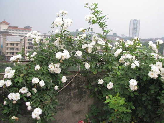 BigBull_BigBull_��Ƭ 160.jpg