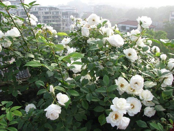 BigBull_BigBull_��Ƭ 135.jpg