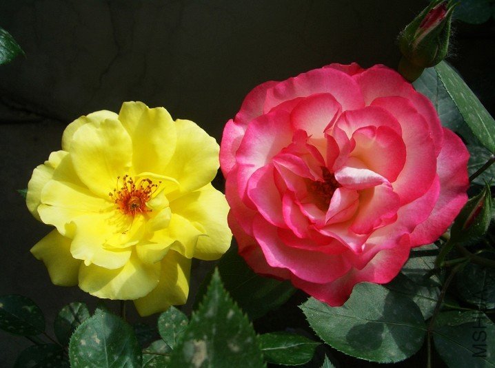 ������ ��˶�.jpg