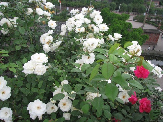 BigBull_BigBull_��Ƭ 209.jpg