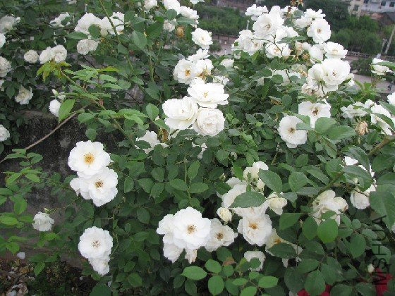 BigBull_BigBull_��Ƭ 215.jpg