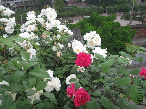 BigBull_BigBull_��Ƭ 212.jpg