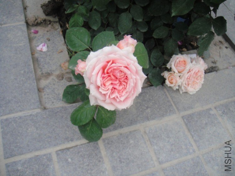 DSC02840.JPG