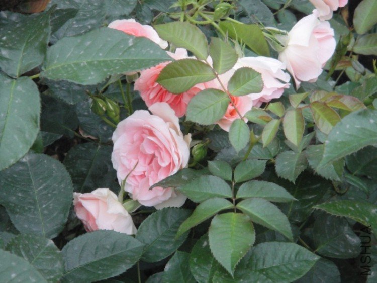 DSC02825.JPG