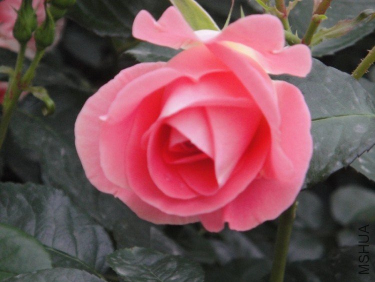 DSC02827.JPG