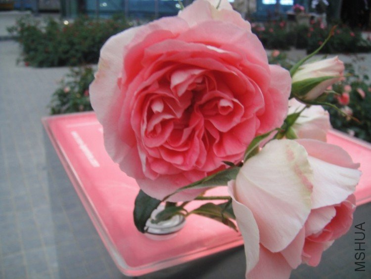 DSC02847.JPG