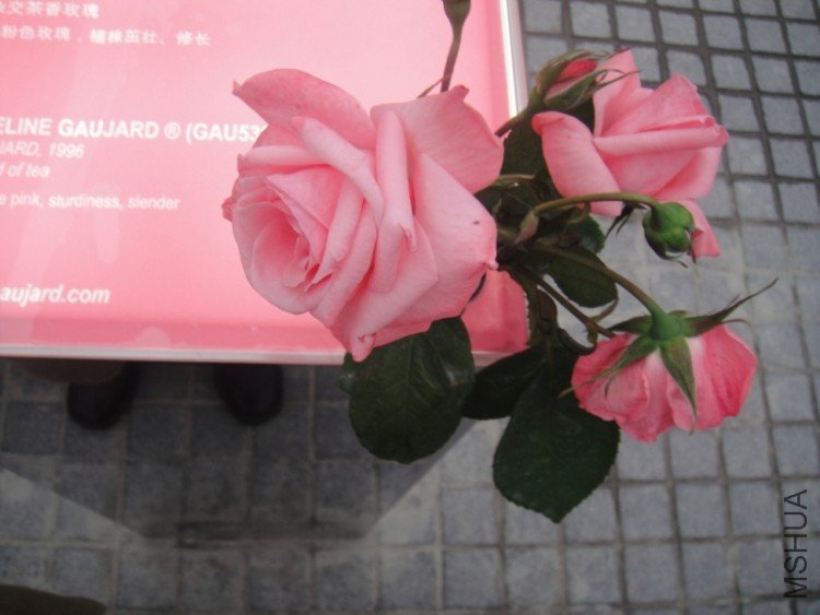 DSC02858.JPG