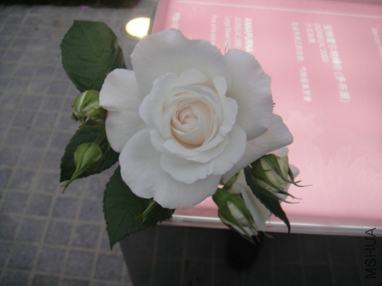 DSC02844.JPG