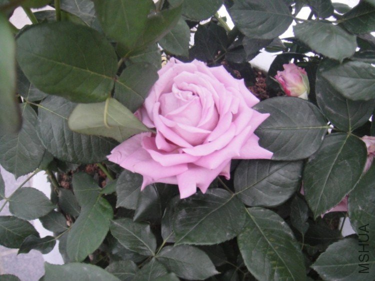 DSC02856.JPG