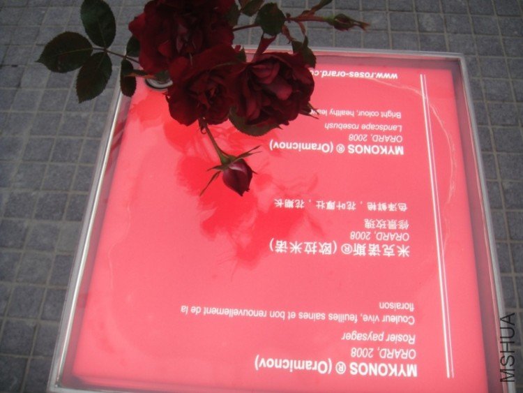 DSC02854.JPG