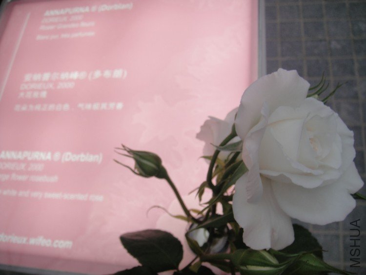 DSC02875.JPG