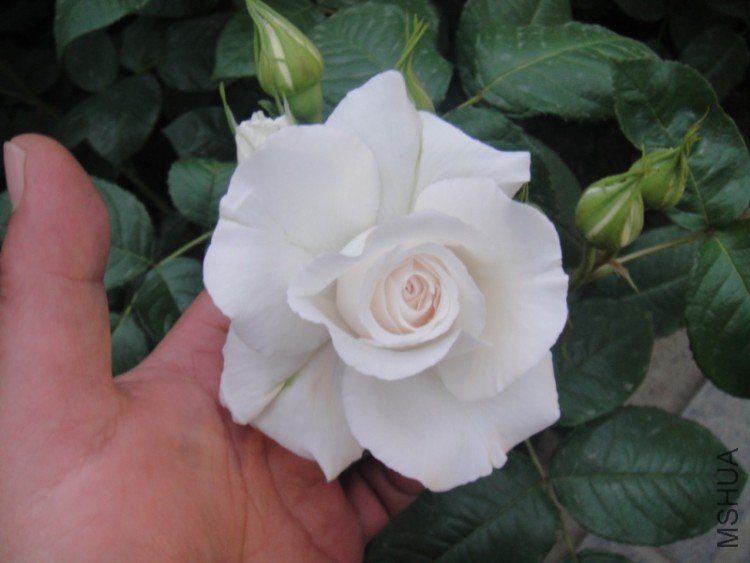 DSC02884.JPG