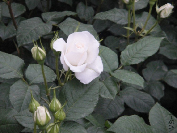DSC02873.JPG