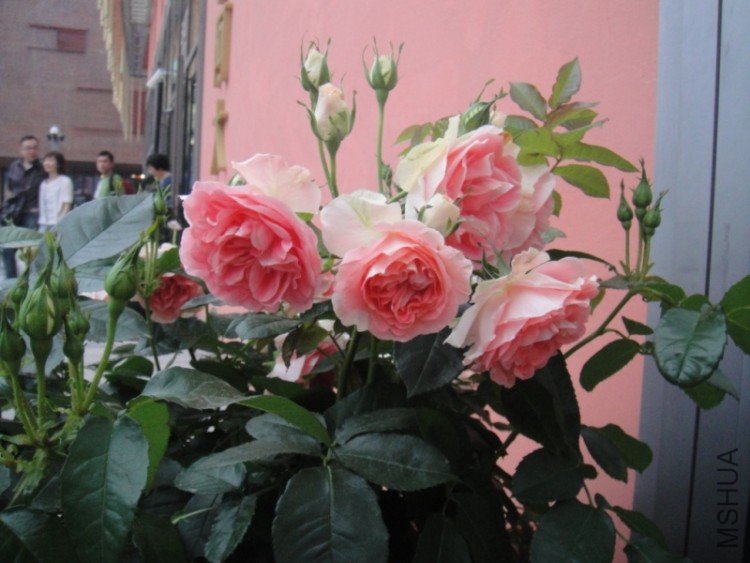 DSC02886.JPG