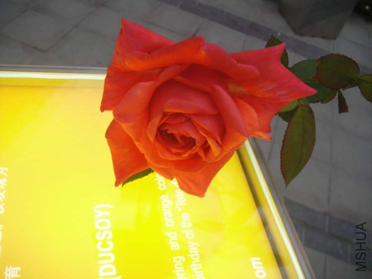 DSC02876.JPG