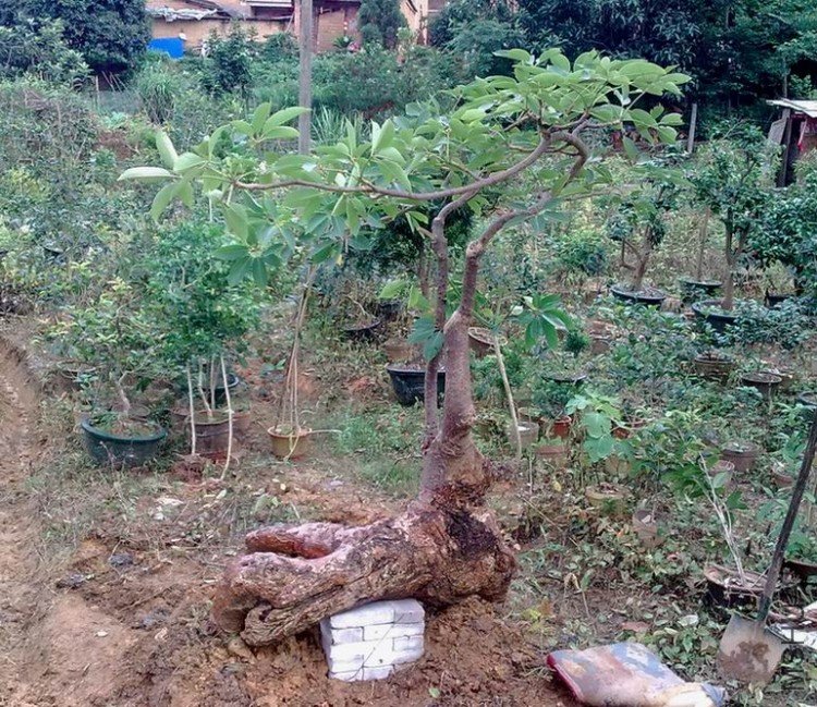 ��ͷľ����