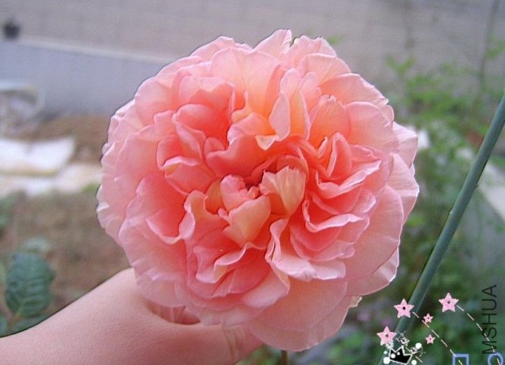 45_2088_fa77d42fcb63d18.jpg