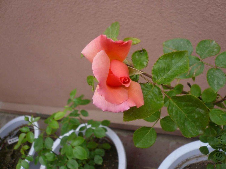 P1050872.JPG