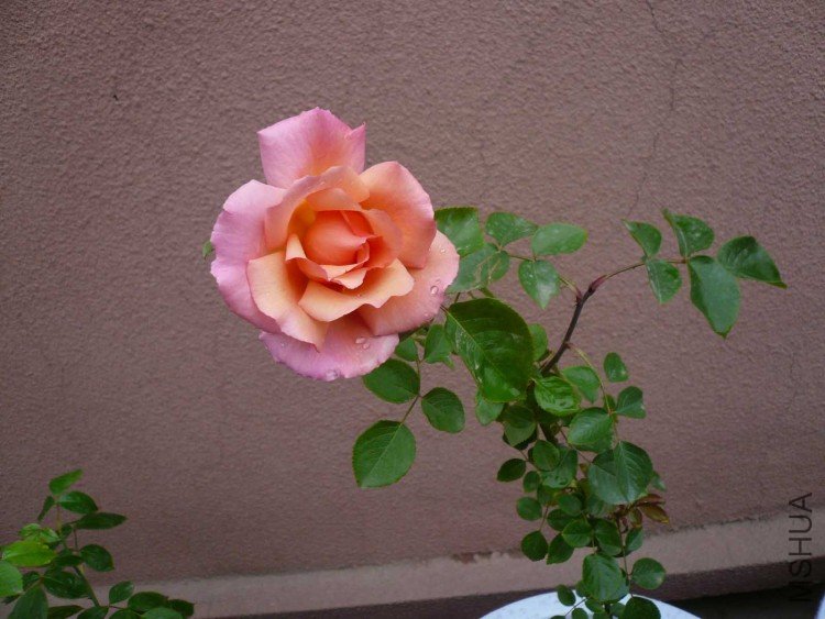 P1050878.JPG