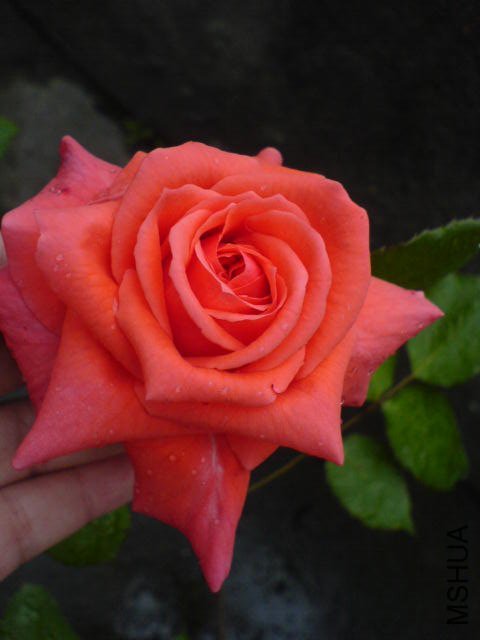 DSC03458.JPG