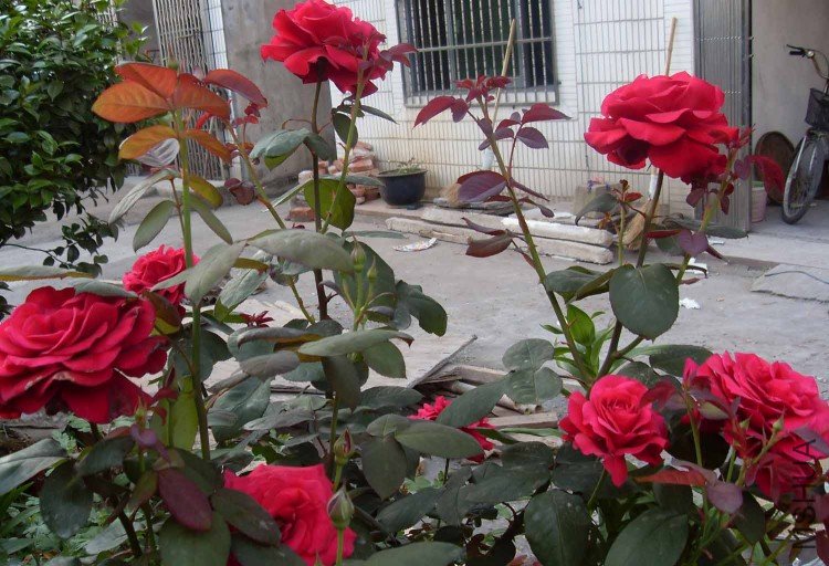 SDC16260.JPG