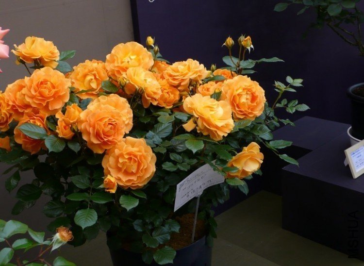 ���Ʒ����Ҳ��Ŷ��