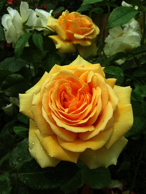 �������� (2).JPG