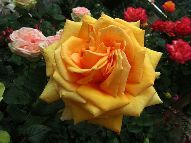 �������� (1).JPG