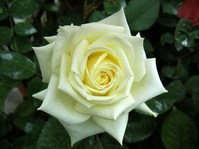 ��ɫ��ʹ (1).JPG