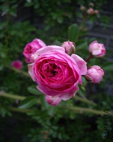 1273578269-69.jpg