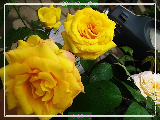nEO_IMG_��Ƭ 006.jpg