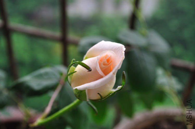 DSC_0030.jpg