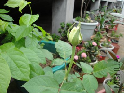 09��䱾�ػ����г���ʱ�������� 1��һ������2���̵�1�óȵ�������������