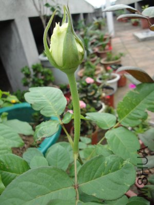 1����¼��� ��������ɫ1.jpg