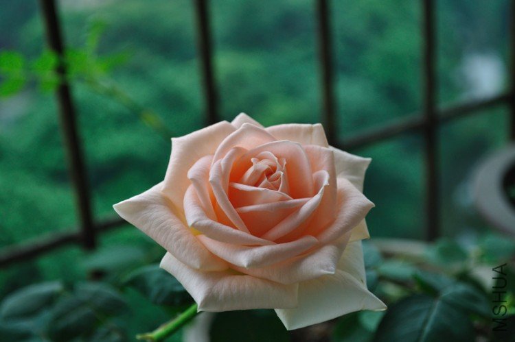 DSC_0002.jpg