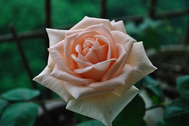 DSC_0001.jpg